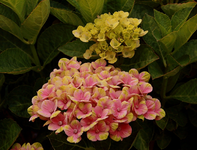 Hortensie_10072018_800.webp