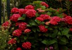 Ballhortensie_pink_rot_800.JPG