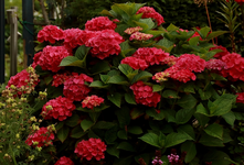 Ballhortensie_pink_rot_800.webp