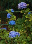 Bauernhortensie_echt blau_10072018_700.JPG