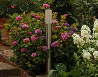 Endless Summer_rosa_mauve_lila_10072018_800.webp