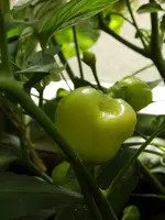 Aji Fantasy Peach (2).jpg