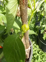 Aji Fantasy Peach.webp