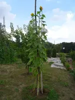 DSC00109.webp
