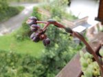 P7110001.jpg