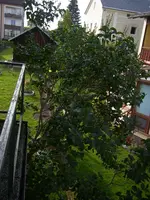 Flieder (1).webp