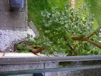 Flieder (2).webp