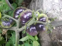 20180711_191100.webp