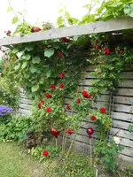 Schuppen 2015 1.webp