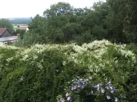 BILD0106.webp