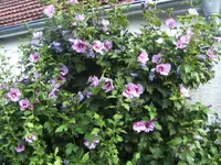 BILD0125.webp