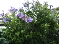 BILD0184.webp