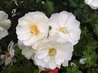 DSCI0054.webp