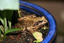 Frosch0217.webp