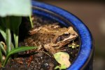 Frosch0217.jpg