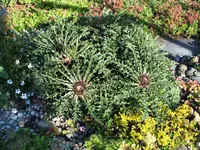 DSCF1645 (2).webp