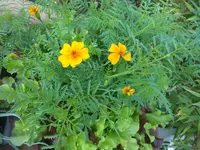 DSCF1657.webp