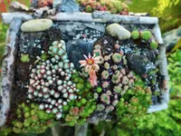 DSCF1641 (2).webp