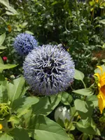 DSCN6183.webp