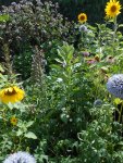 DSCN6185.jpg
