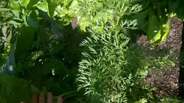 WP_20180712_005.webp