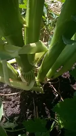 WP_20180712_007.webp