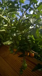 WP_20180712_015.webp