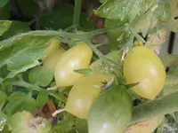 c056.webp