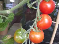 c057.webp