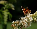 Schmetterling_Horizontale_Sommerflieder_weiss_grün2_900.JPG