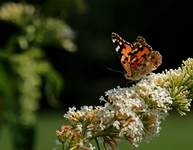 Schmetterling_Horizontale_Sommerflieder_weiss_grün2_900.webp