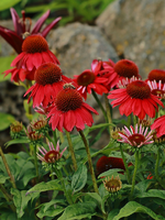 Echi_Sombrero_rot_Wildbienen_800.JPG