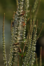 Wildbienen_Kandelaber-Ehrenpreis_weiss_800.webp