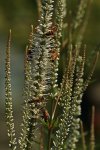 Wildbienen_Kandelaber-Ehrenpreis_weiss_800.JPG