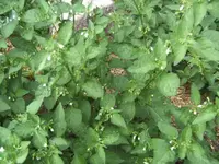 BILD0174.webp