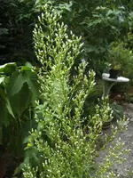 BILD0142.webp