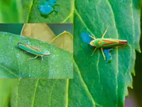 heuschrecke.webp heuschrecke.webp