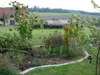 Sonnenblumen fallen alle um.webp