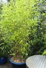 Bambus Fargesia murielae mae '02.webp