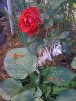 IMG_0058 Hosta_Rose.webp