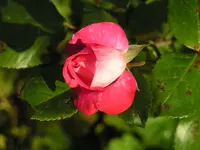 2009  Garten - 9 - 258.webp