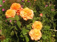 2009  Garten - 9 - 260.webp