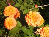 2009  Garten - 9 - 261.webp