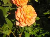 2009  Garten - 9 - 262.webp