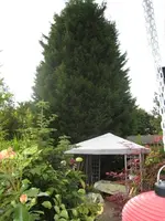 IMG_4055 Lebensbaum.webp