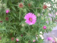 2009  Garten - 9 - 123.webp