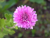 2009  Garten - 9 - 141.webp