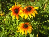 2009  Garten - 9 - 119.webp