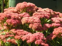 2009  Garten - 9 - 151.webp