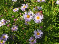 2009  Garten - 9 - 267.webp